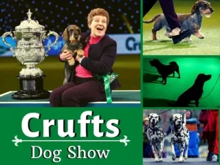 Crufts 2020 Dog Show