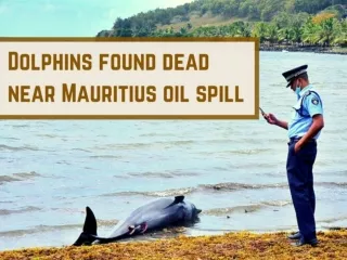 Dolphins found dead near Mauritius oil spill