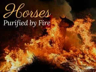 Horses purified by fire