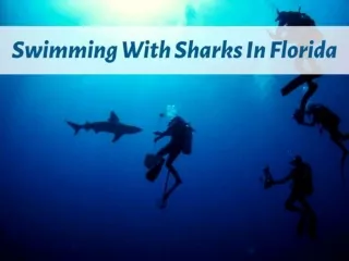 Swimming with sharks in Florida