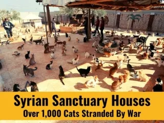 Syrian sanctuary houses over 1,000 cats stranded by war